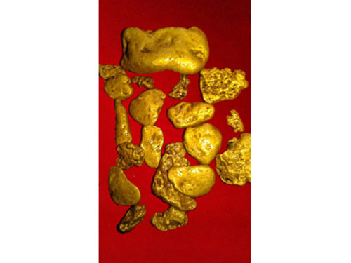 黃金豐收-趙 黃金豐收-趙